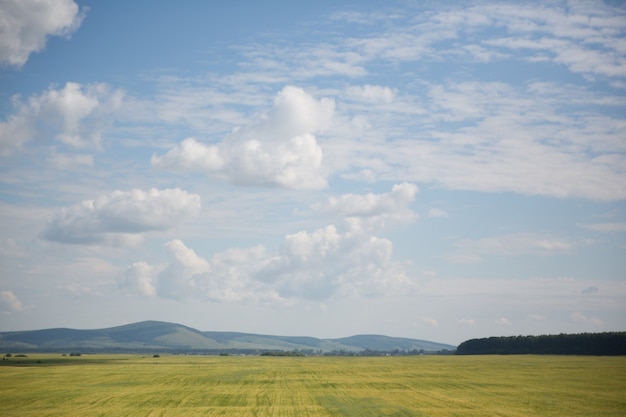 Nuages sur ciel bleu et champ de blé jaune