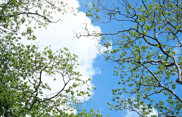 Nuages ​​dans le ciel bleu avec fond de bâton d&#39;arbre