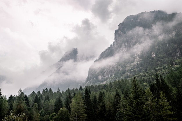 Nuages dans la forêt