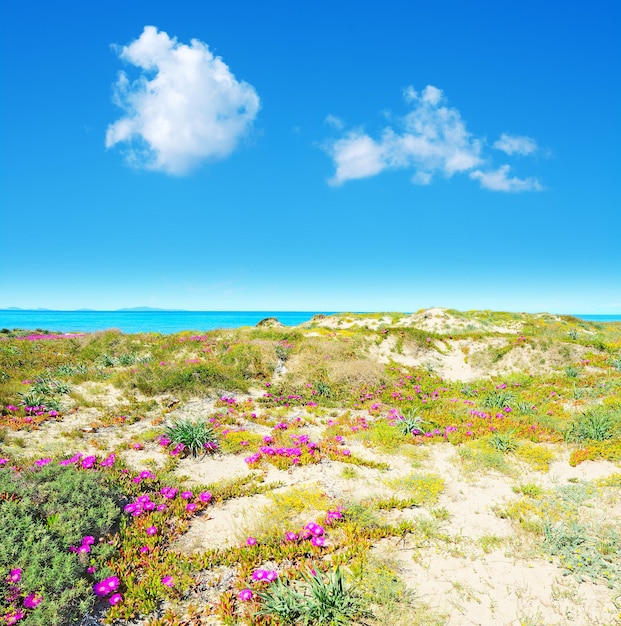 Photo nuages doux sur la côte de platamona au printemps sardaigne