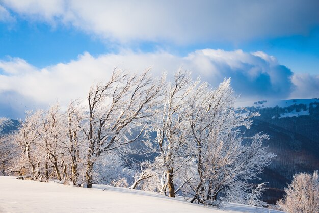 Les nuages duveteux s'abritent sous la neige blanche à l'abri des forêts et de belles montagnes