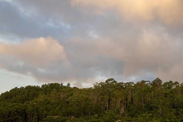 nuages sur la forêt