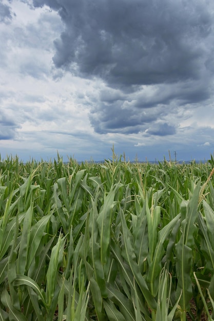 Nuages d'orage au-dessus des champs de maïs