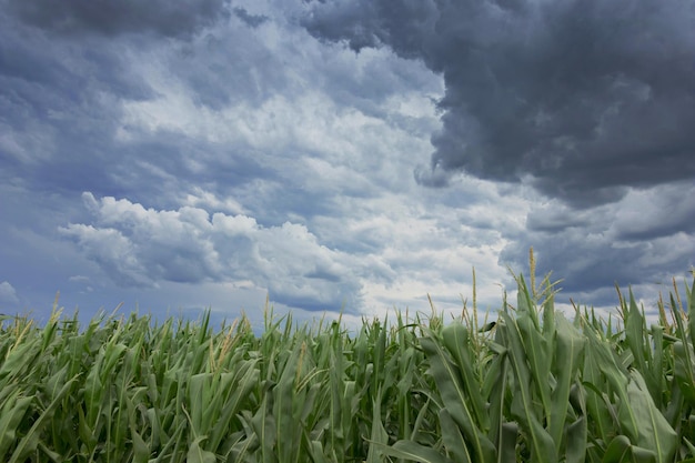 Nuages d'orage au-dessus des champs de maïs