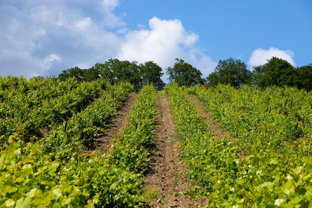 Nuages de pluie sur les montagnes et une vallée avec un vignoble verdoyant.