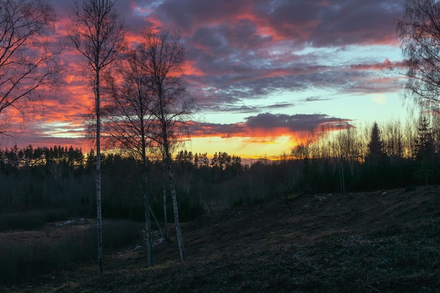 nuages violets avec un horizon doré sur les bois au coucher du soleil