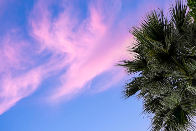 Nuages violets roses vifs sur le ciel du soir Feuilles de palmiers sur fond de coucher de soleil
