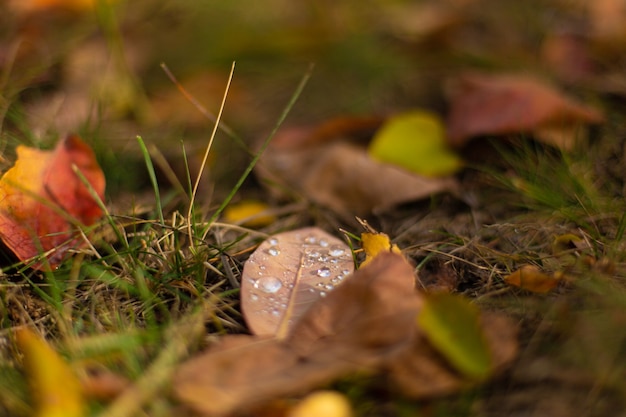 Nuances de couleurs d'automne. Feuilles tombées de différentes couleurs sur l'herbe dans le parc.