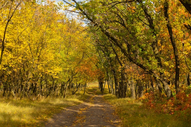 Nuances de couleurs d'automne. Forêt aux couleurs vives de l'automne.