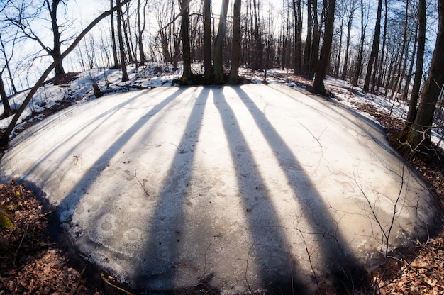 Nuances sombres d'arbres sur la glace