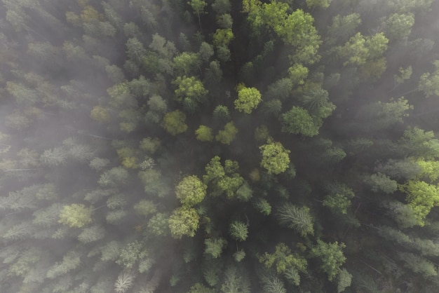 Nuances de vert dans la forêt brumeuse du matin Vue aérienne