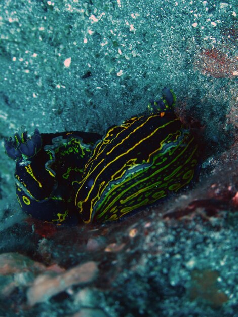 Nudibranche mer suspendu sous l'eau