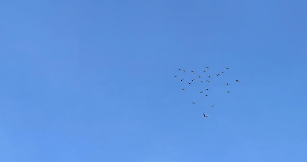 Nuée d'oiseaux sur ciel bleu