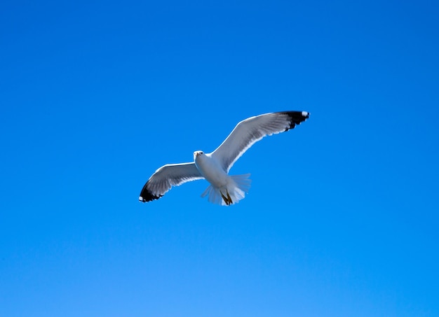 Nuée d'oiseaux dans le ciel aux beaux jours