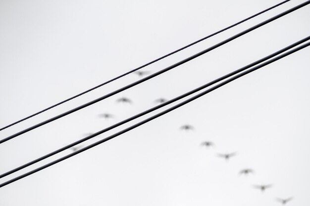 Nuée d'oiseaux dans le ciel de Rio de Janeiro Brésil