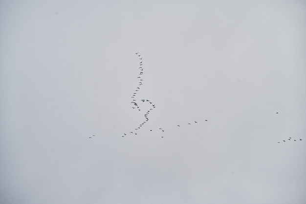 Nuée d'oiseaux isolés dans le ciel