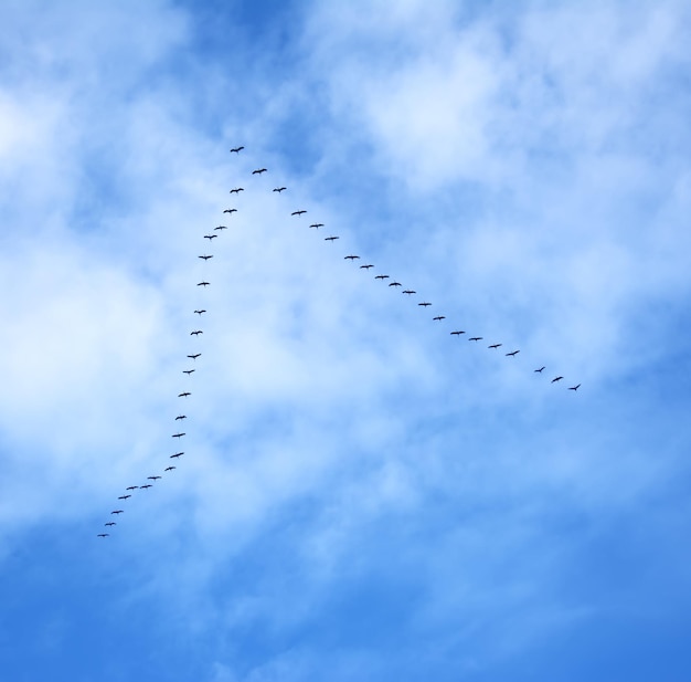 Nuée d'oiseaux volant en formation sous un ciel nuageux tourné en Sardaigne Italie