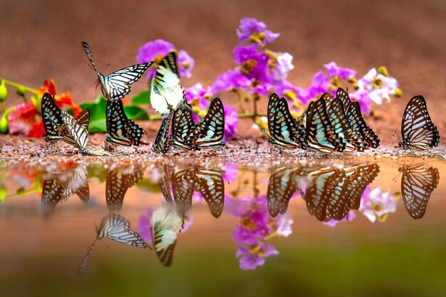 Photo une nuée de papillons près des fleurs photo