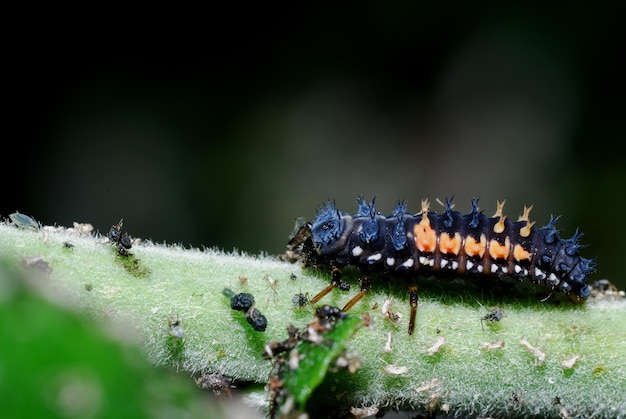 Les nuisibles du jardin