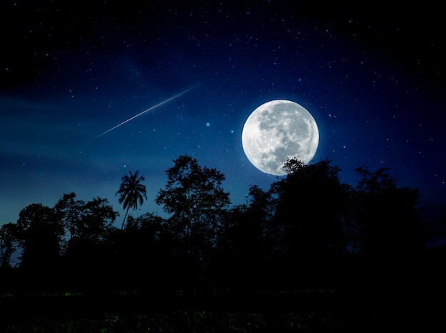 Nuit en forêt avec pleine lune