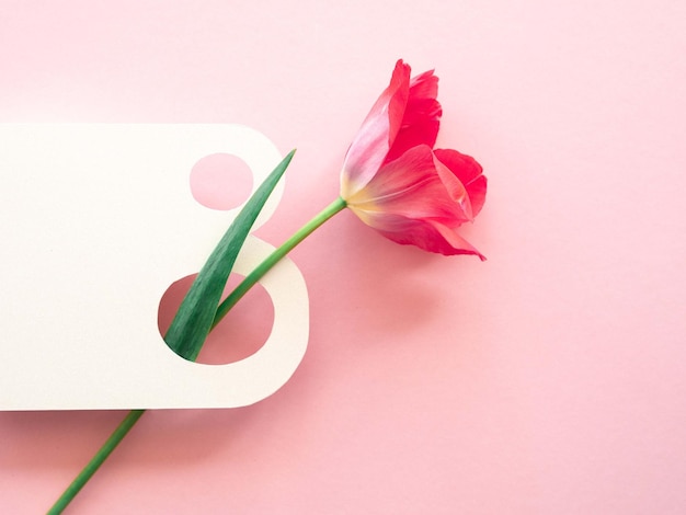 Le numéro 8 et une délicate carte de voeux printanière de minimalisme de tulipe rose pour la journée de la femme