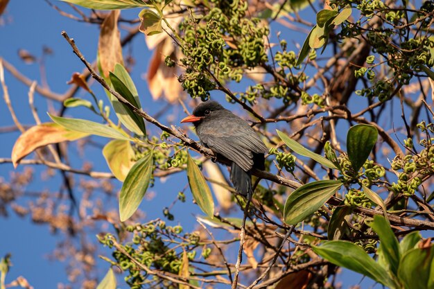 Nunbird à front noir adulte de l'espèce Monasa nigrifrons