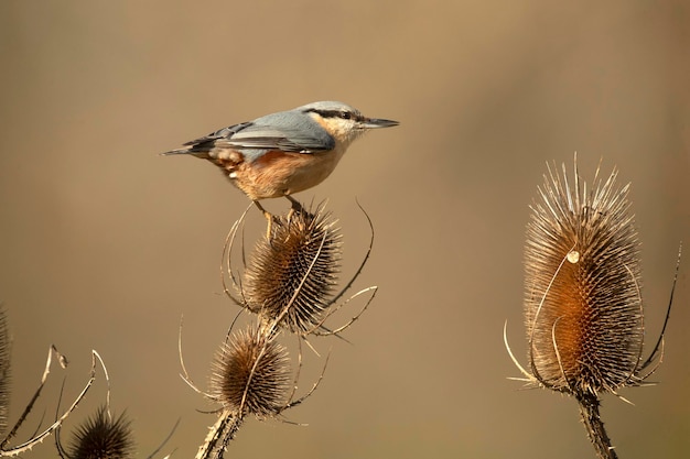 Nuthatch eurasienne à la lumière de la fin de l'après-midi dans une forêt de chênes par une froide journée d'hiver