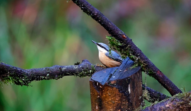 Photo nuthatch perché dans les bois