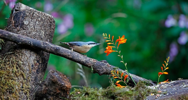 Photo nuthatch sur le site d'alimentation de la zone de contrôle