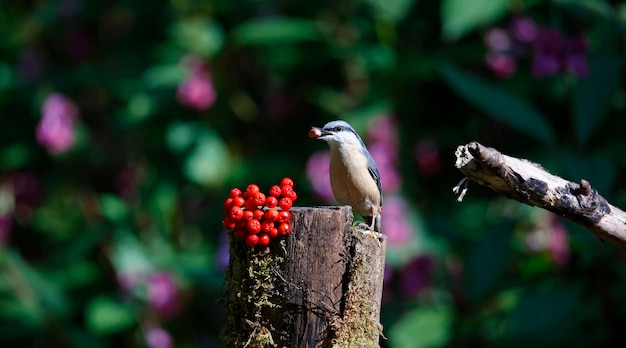 Photo nuthatch sur le site d'alimentation de la zone de contrôle