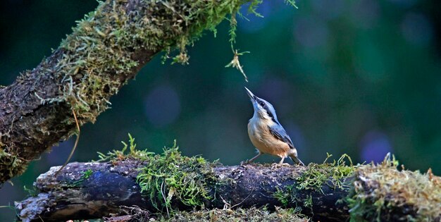 Photo nuthatch sur le site d'alimentation de la zone de contrôle