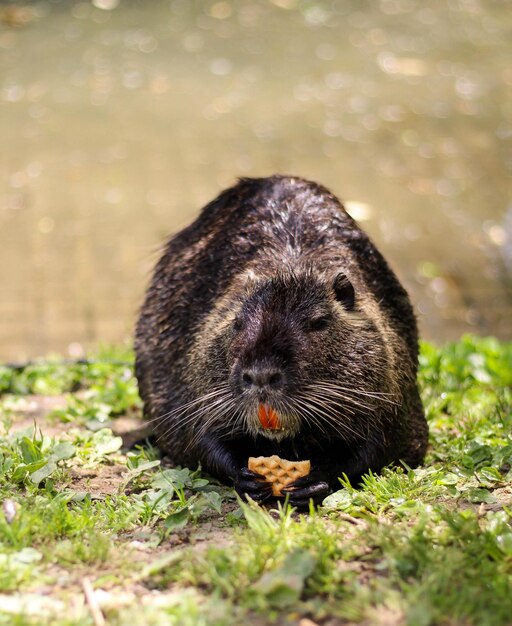 Photo nutria mère mangeant un biscuit par le quai