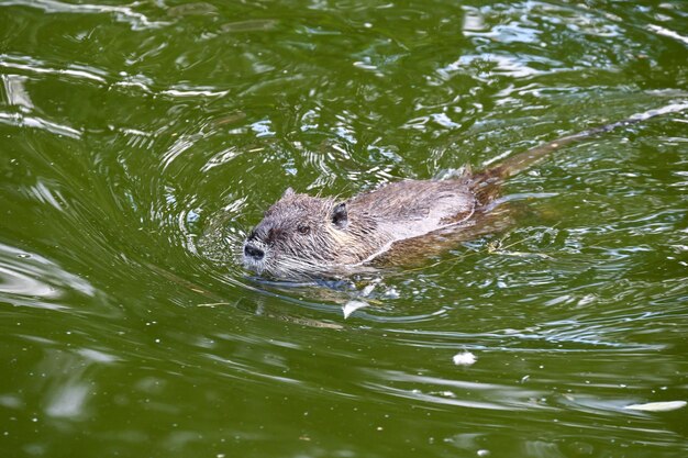 Nutria nage dans un étang près de la ferme