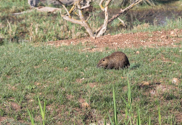 Nutria sur le pré vert