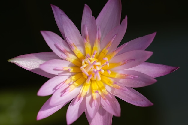 Nymphaea capensis est une plante aquatique à fleurs de la famille des nénuphars Nymphaeaceae. Fleur mauve