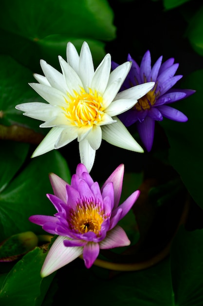 Nymphaea lotus coloré sur fond sombre