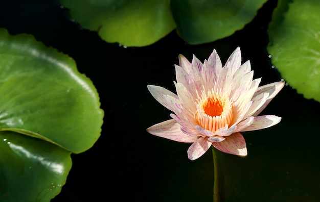 Nymphaea Paranee Hardy Water Lily qui fleurit au soleil