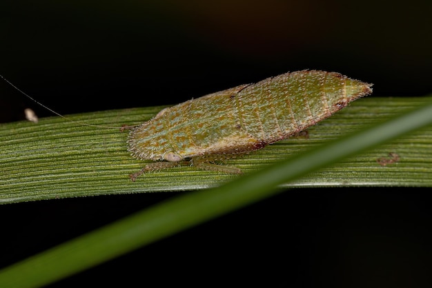 Nymphe de la cicadelle typique de la tribu Gyponini