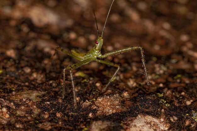 Nymphe d'insecte assassin de la tribu Harpactorini