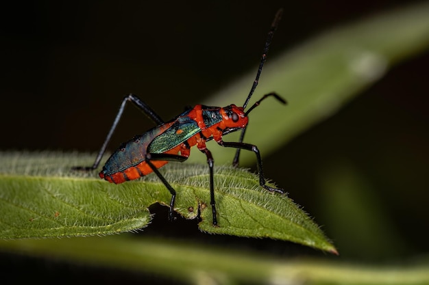 Nymphe d'insecte à pattes de feuille