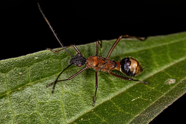 Nymphe d'insecte à tête large