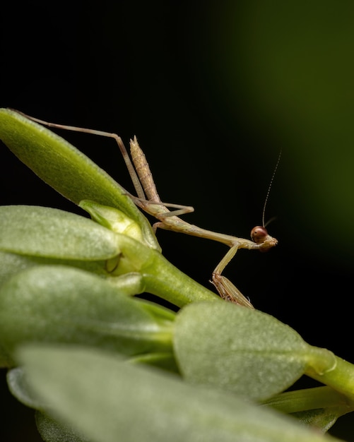 Nymphe de la mante licorne du genre Stagmatoptera