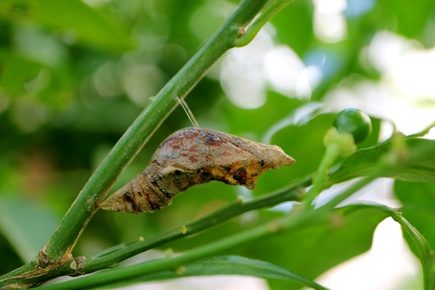 Nymphe de papillon lime suspendu sous une branche du tilleul