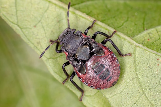 Nymphe de punaise de la famille des pentatomidae qui imite les fourmis tortues céphalotes