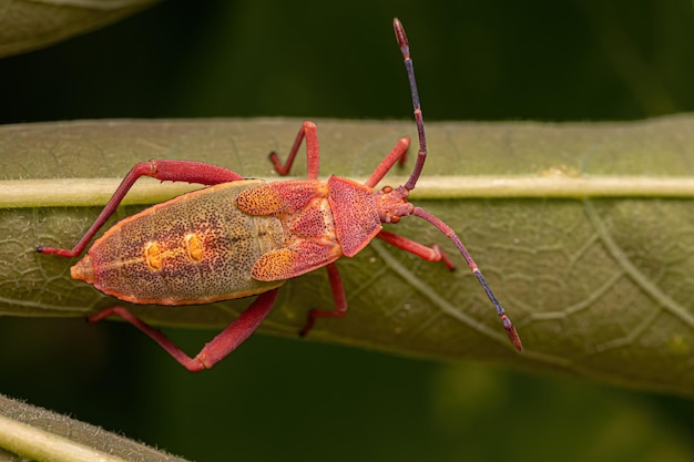 Nymphe de punaise à pieds feuilles