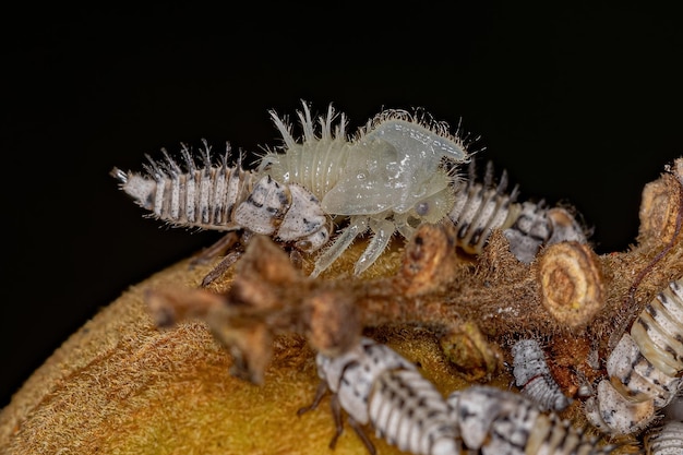 Photo nymphe typique des cicadelles de la famille des membracidae