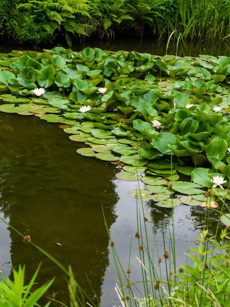 Nymphéas Nénuphar Lotus dans l'étang