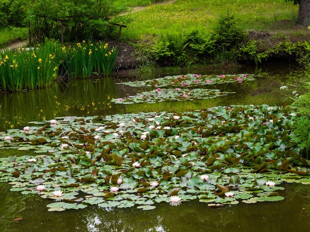 Nymphéas Nénuphar Lotus dans l'étang