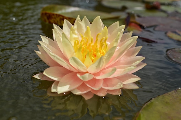 Le nymphée du pêcher fleurit dans un étang