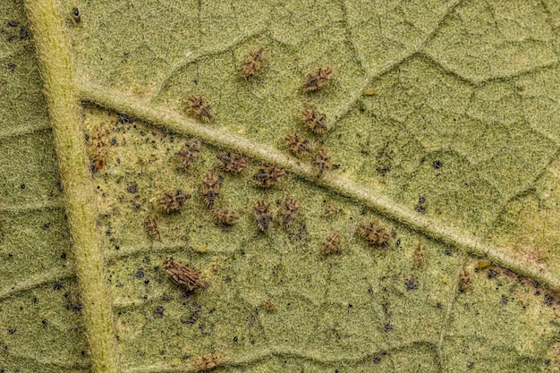 Nymphes et adultes de petites punaises des dentelles